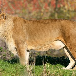 African lion, YWP, UK