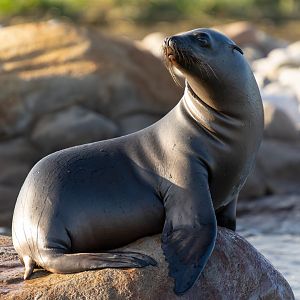 Young sealion, YWP, UK
