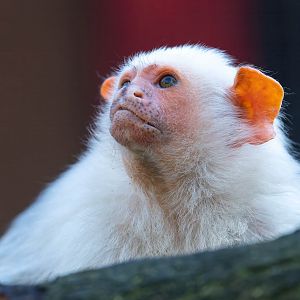 Silvery marmoset, YWP, UK