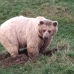Syrian Brown Bear 19/11/23
