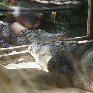 Taronga 2014 - Estuarine Crocodiles