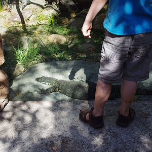 Taronga 2014 - Backyard to Bush - Lace Monitor in what is now the echidna exhibit