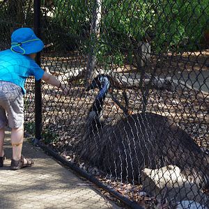 Taronga 2014 - Backyard to Bush - Emu