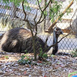 Taronga 2014 - Backyard to Bush - Emu