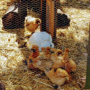 Taronga 2014 - Backyard to Bush - Domestic Chickens