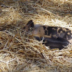 Taronga 2014 - Backyard to Bush - Domestic Pigs