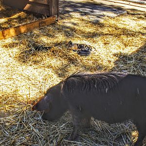 Taronga 2014 - Backyard to Bush - Domestic Pigs