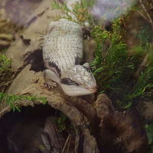 Taronga 2014 - Backyard to Bush - Eastern Blue-tongue