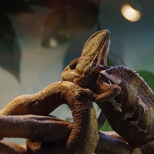 ARP 2014 - Veiled Chameleon