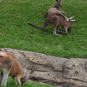 ARP 2014 - Red Kangaroo and Eastern Grey Kangaroos