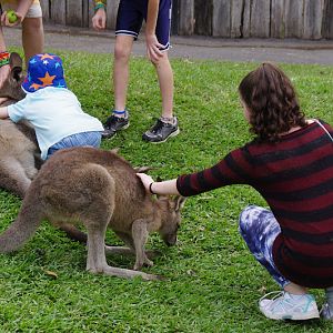 ARP 2014 - Eastern Grey Kangaroos