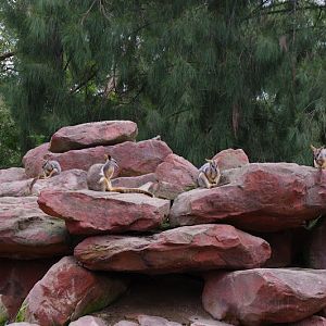 ARP 2014 - Yellow-footed Rock Wallabies