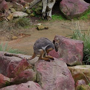 ARP 2014 - Yellow-footed Rock Wallaby