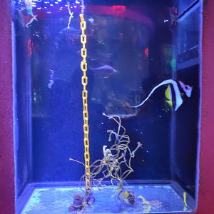 Seahorse exhibit