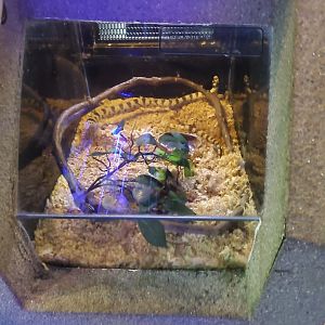 Californian Kingsnake exhibit