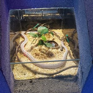 Licorice ratsnake exhibit