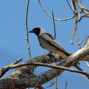Black-faced Cuckoo-shrike