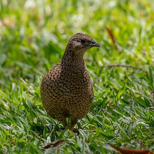 Brown Quail