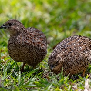Brown Quail pair