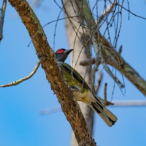 Australasian Figbird male