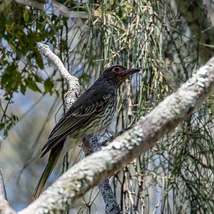 Australasian Figbird female