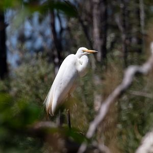 Great Egret