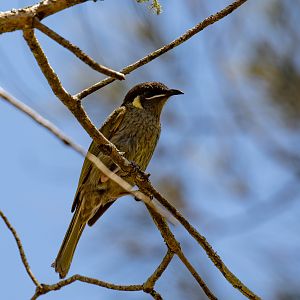 Lewin's Honeyeater