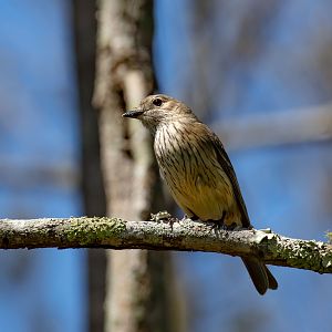 Female Rufous Whistler