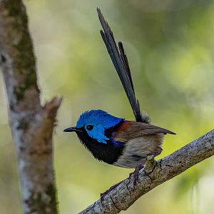Variegated Fairywren