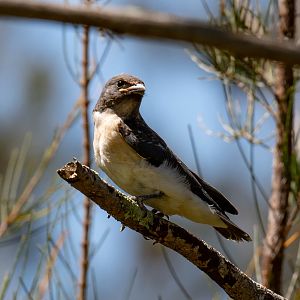 White-breasted Woodswallow juvenile