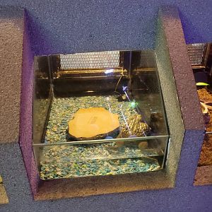 Exhibit for an African bullfrog