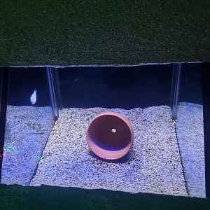 Exhibit for skunk clownfish