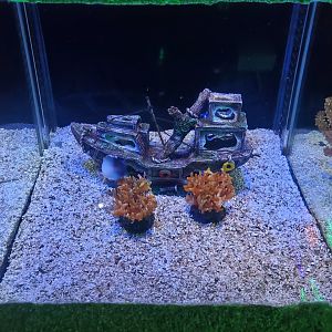 Exhibit for unidentified triggerfish