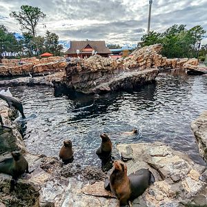 Pacific Point Preserve - California sealions