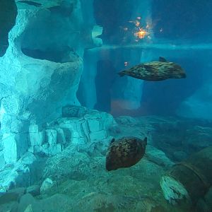 Wild Arctic - harbor seals (in the beluga tank)
