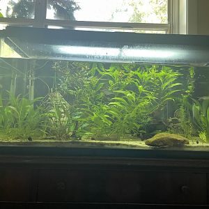 40 gallon community tank