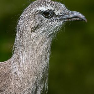 Black-legged seriema (Chunga burmeisteri)