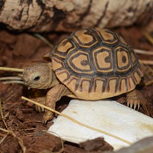 Baby East African leopard tortoise (Stigmochelys pardalis babcocki)