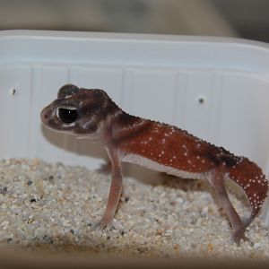 Smooth knob-tailed gecko (Nephrurus levis levis)