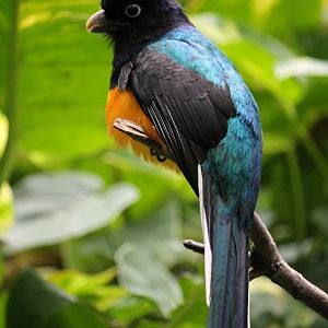 Greenback Trogon (Trogon viridis)