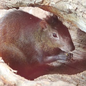 Red-rumped Agouti (Dasyprocta aguti)