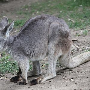 Common wallaroo (Osphranter robustus)