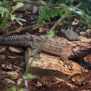 Tuatara/ Sphenodon punctatus
