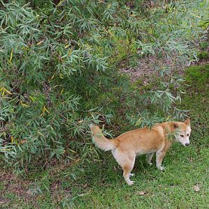 ARP 2014 - Alpine Dingo