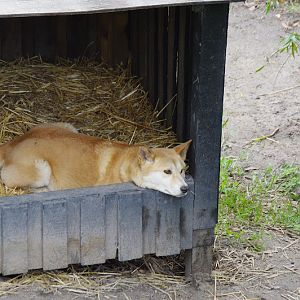 ARP 2014 - Alpine Dingo