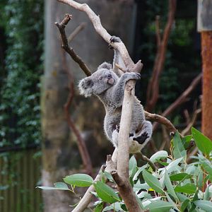 ARP 2014 - Northern Koala joey