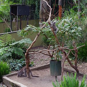 ARP 2014 - Joey exhibit - Northern Koala and Eastern Grey Kangaroo