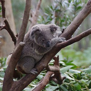 ARP 2014 - Northern Koala