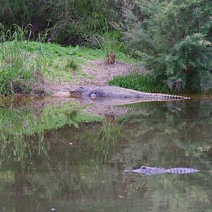 ARP 2014 - American Alligators