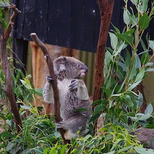 ARP 2014 - Northern Koala